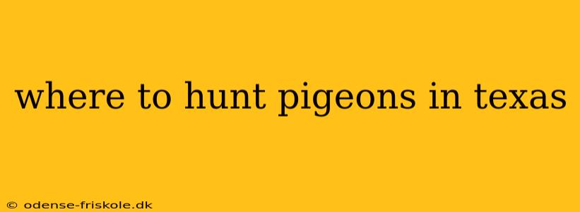 where to hunt pigeons in texas