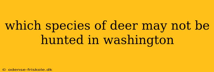 which species of deer may not be hunted in washington