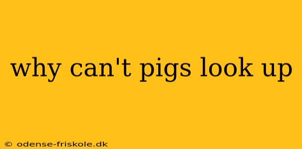 why can't pigs look up