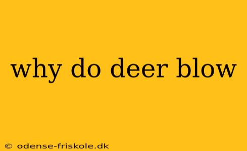 why do deer blow