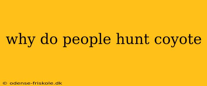 why do people hunt coyote