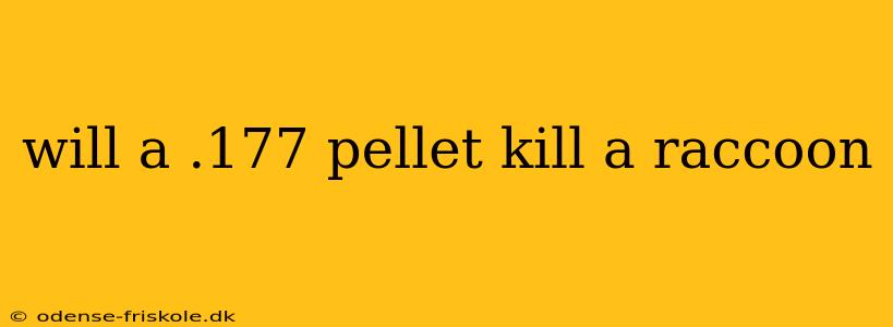 will a .177 pellet kill a raccoon