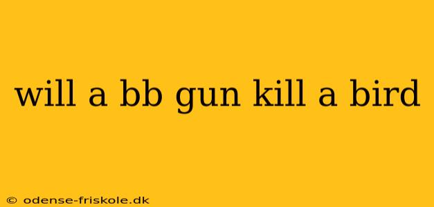 will a bb gun kill a bird