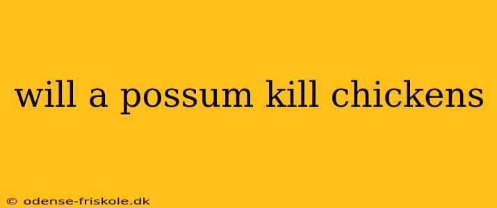 will a possum kill chickens